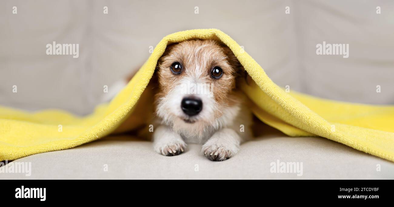 Cara sucia de perro fotografías e imágenes de alta resolución - Página 8 -  Alamy