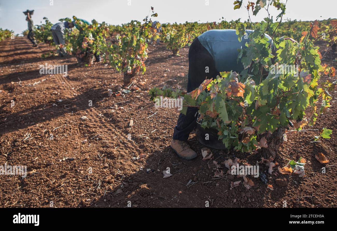 Recolectores de uvas trabajando en la temporada de cosecha. Un trabajador lleva sobre su cabeza el cubo Foto de stock