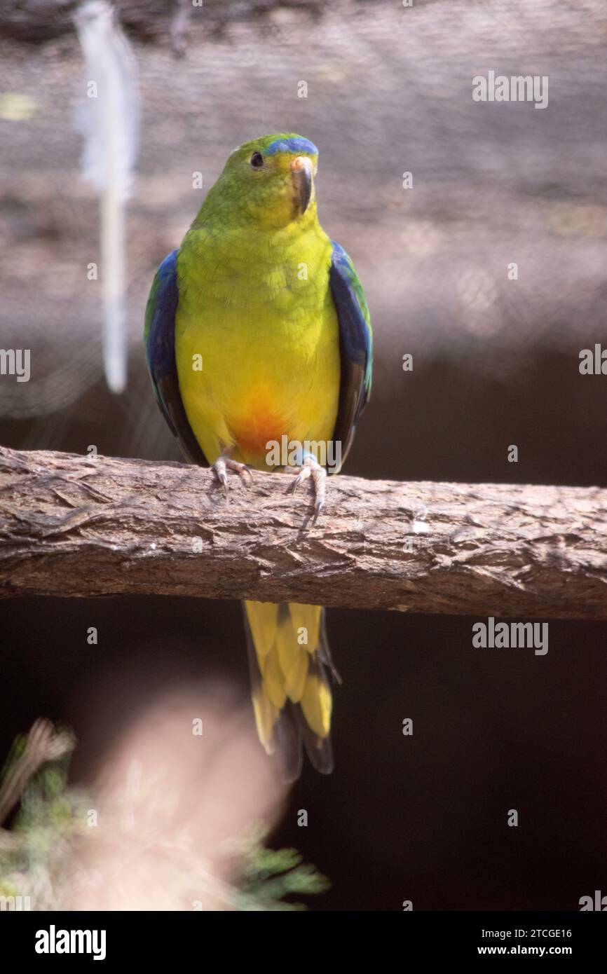 El loro de vientre naranja es un loro pequeño, robusto, que habita en el suelo, principalmente un verde herbáceo con una mancha naranja debajo del vientre. Foto de stock