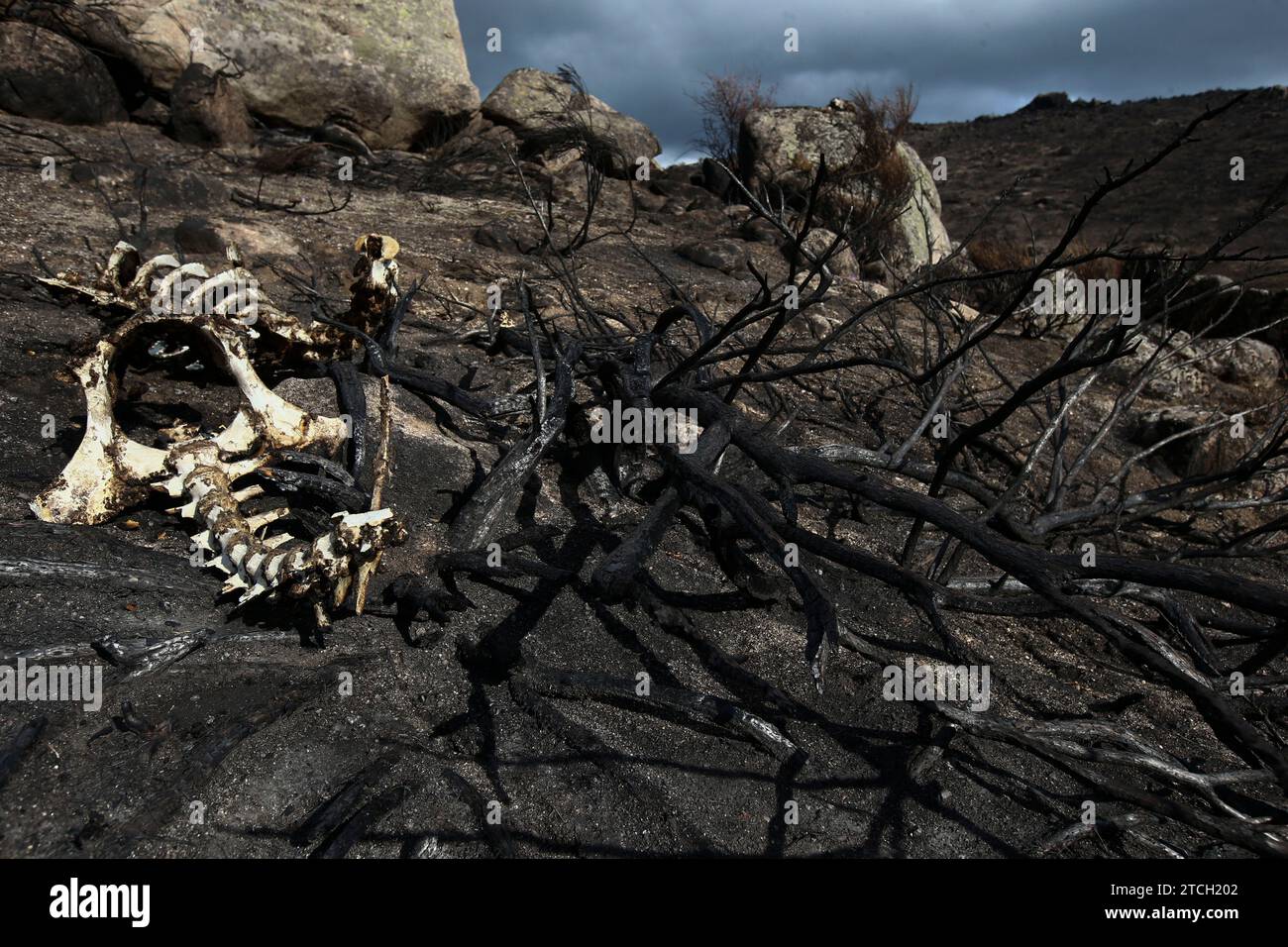 Ávila, 16/09/2021. Reportaje de las localidades de Sotalbo y Solosancho, en la Sierra de los Baldíos, provincia de Ávila, donde se produjo un incendio el mes pasado que quemó 20.000 hectáreas en la zona. Foto: Jaime García. ARCHDC. Crédito: Álbum / Archivo ABC / Jaime García Foto de stock