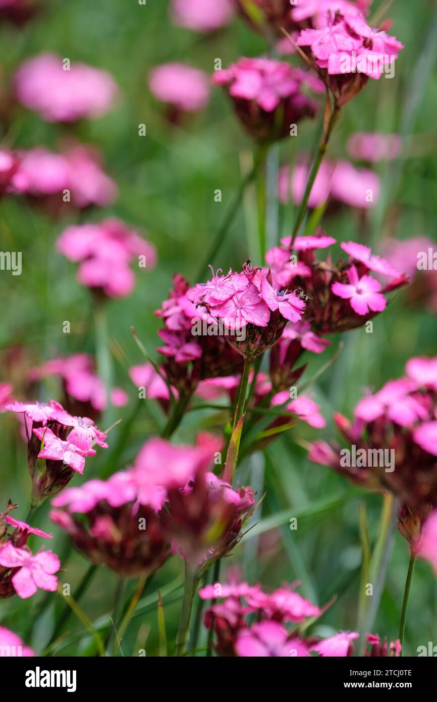 Dianthus carthusianorum, rosa alemán, Dianthus clavatus, flores magenta rojizas en racimos terminales, Foto de stock
