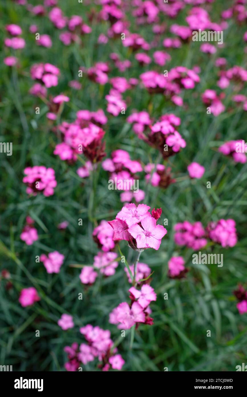 Dianthus carthusianorum, rosa alemán, Dianthus clavatus, flores magenta rojizas en racimos terminales, Foto de stock