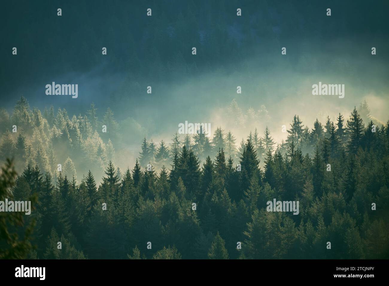 Brumoso bosque de pinos en la ladera de la montaña en una reserva natural Foto de stock