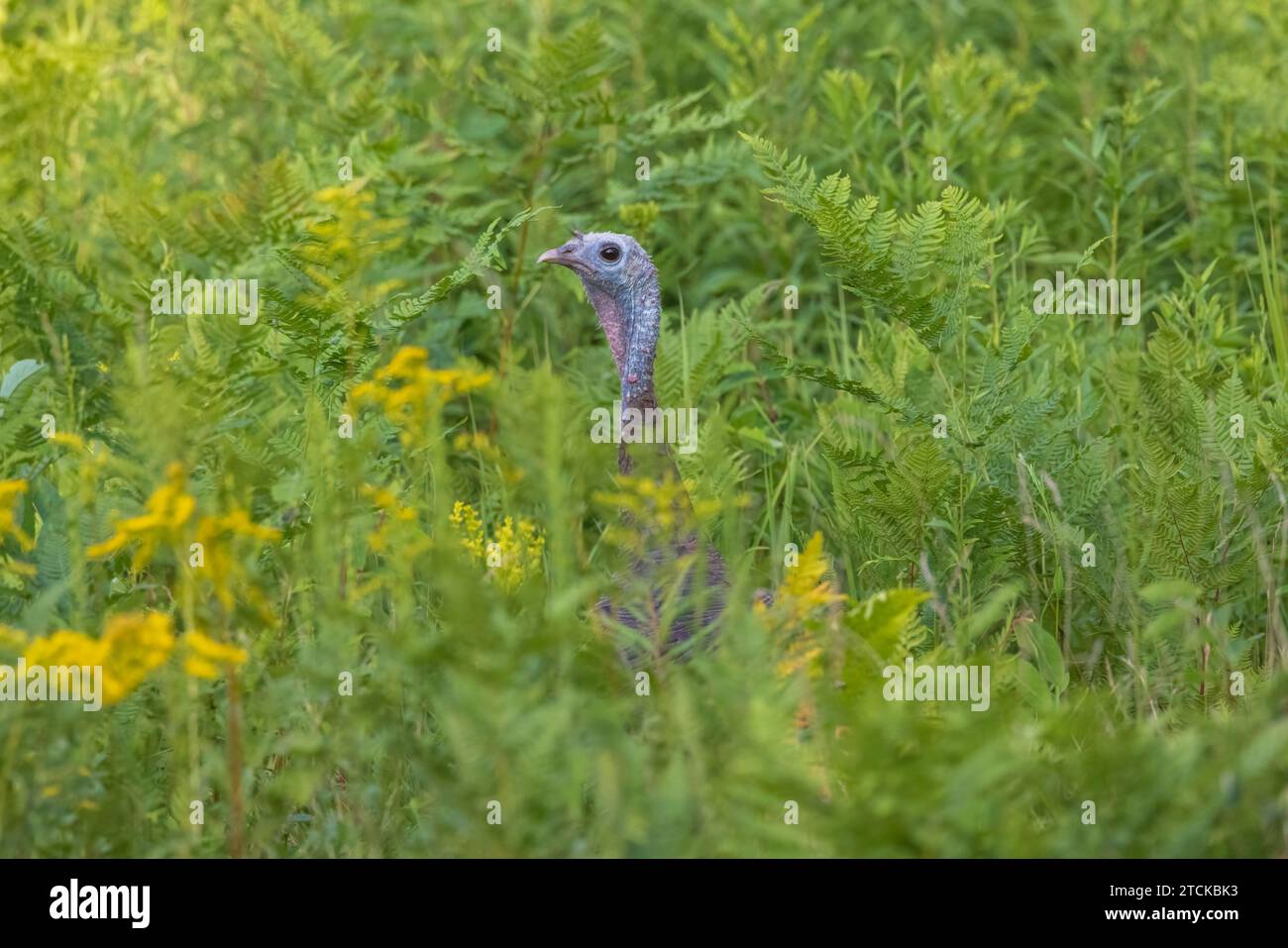 Gallina de pavo salvaje asomándose de la alta vegetación en un prado del norte de Wisconsin. Foto de stock