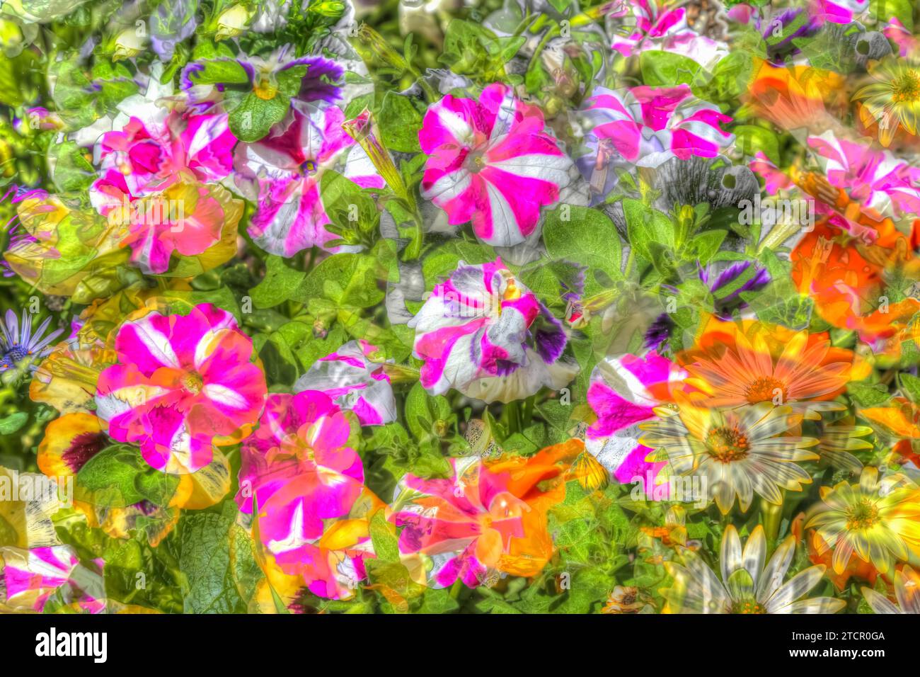 Petunias (Petunia), plano de pintura al óleo, varias flores brillantes, rosas, flores blancas y naranjas creativas, diferentes plantas mezcladas, plano artístico Foto de stock