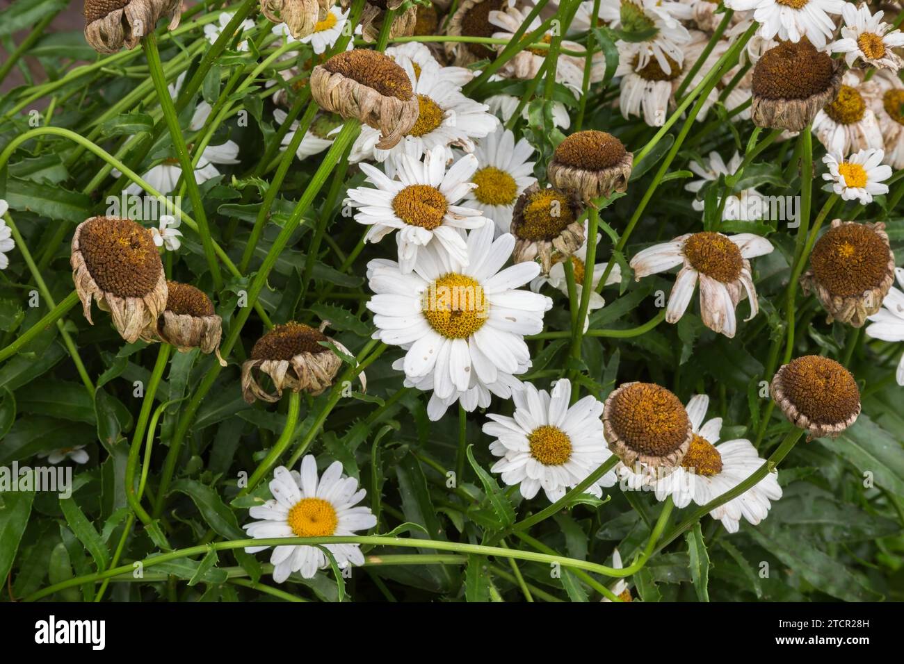 'Madonna' Shasta Daisy (Leucanthemum x superbum) con flores gastadas de clima caliente y falta de agua en verano, Quebec, Canadá Foto de stock