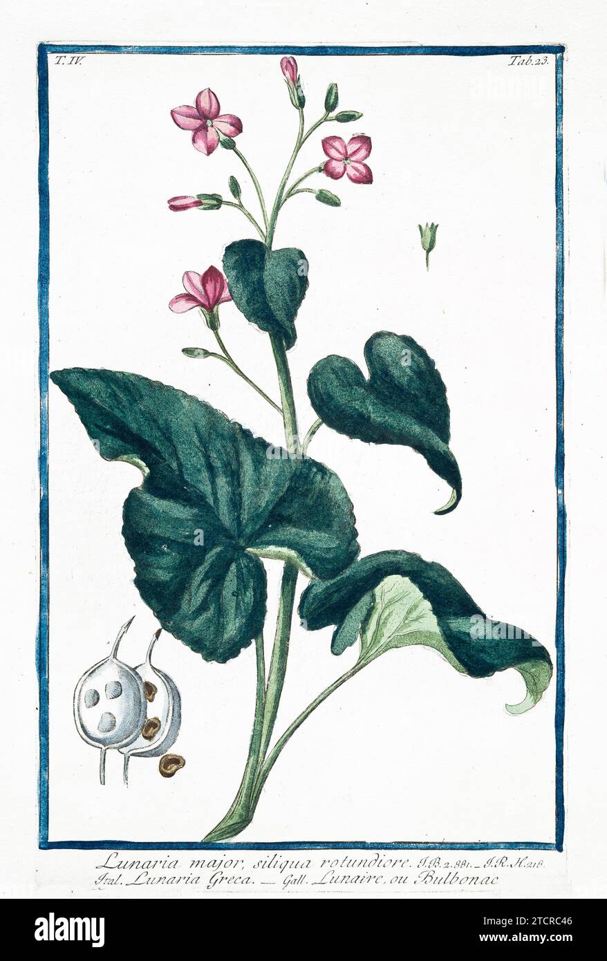 Vieja ilustración de la honestidad perenne. Por G. Bonelli en Hortus Romanus, publ. N. Martelli, Roma, 1772 – 93 Foto de stock