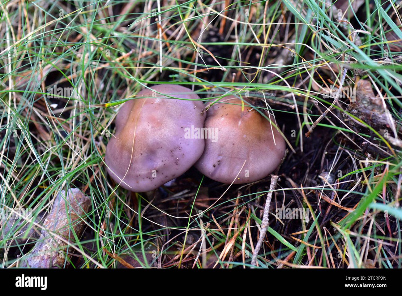 Cortinarius dibaphus es un hongo tóxico que crece en los bosques de coníferas. Esta foto fue tomada en Serra de Busa, provincia de Lleida, Cataluña, España. Foto de stock