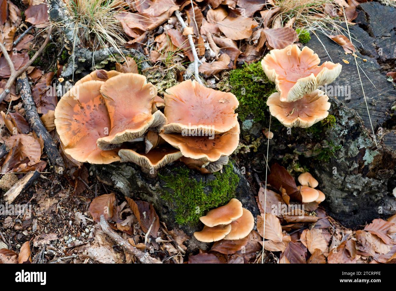 Gymnopus fusipes o Collybia fusipes es un hongo parásito que crece en