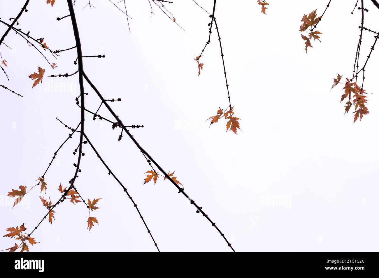 Ramas de arce con hojas de otoño, primer plano de la foto. Foto de stock