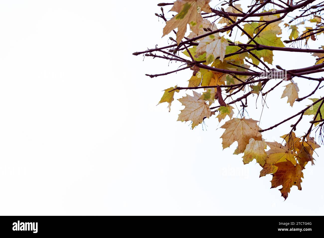 Ramas de arce con hojas de otoño, primer plano de la foto. Foto de stock