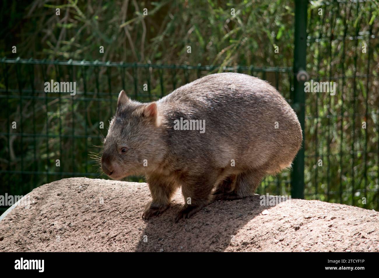 el wombat común tiene una cabeza grande y roma con ojos y orejas pequeños, y un cuello corto y musculoso. Sus afiladas garras y sus patas resistentes y potentes las hacen Foto de stock