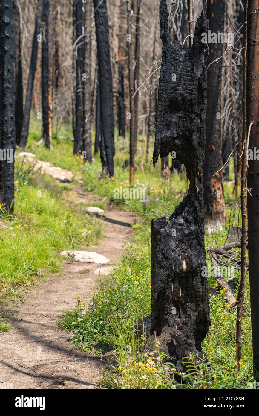 Delicadas flores silvestres iluminan un sendero a través del marcado contraste de un bosque quemado en recuperación en el Parque Nacional de las Montañas Rocosas. Foto de stock