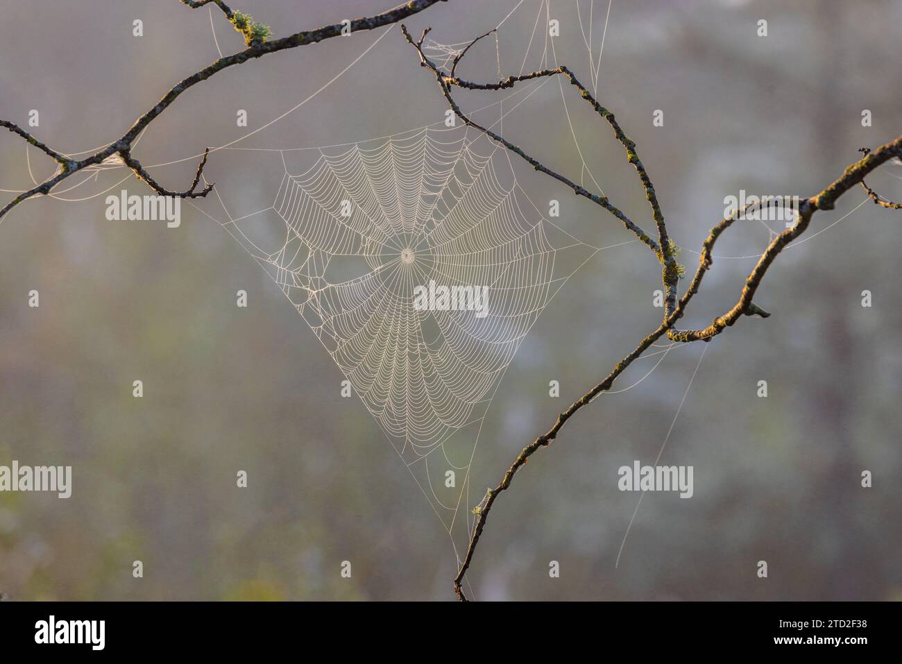 Orb araña web en la luz de la mañana temprano. Foto de stock