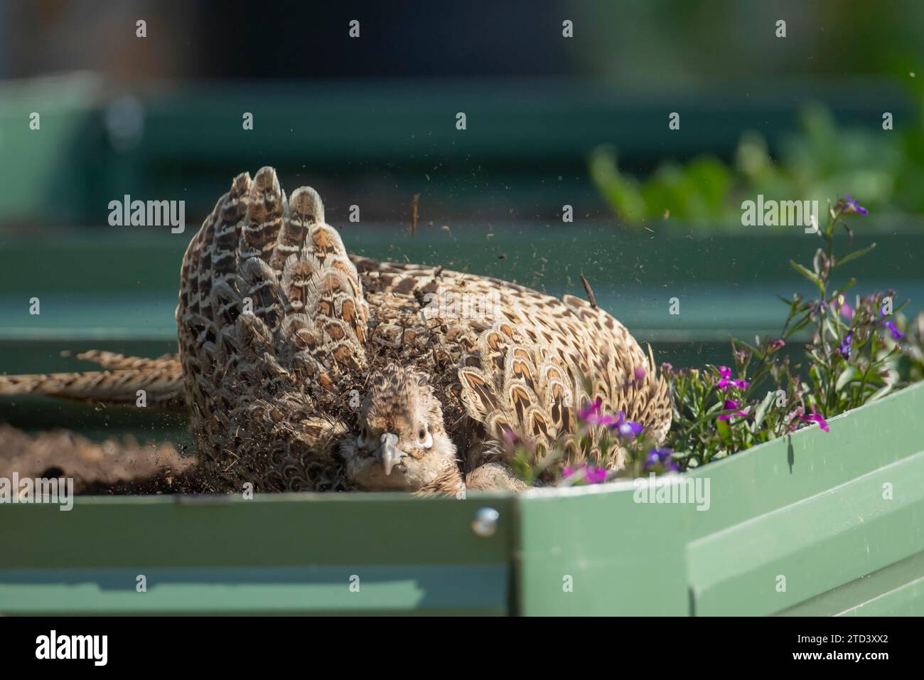 Faisán común (Phasianus colchicus) polvo de pájaro femenino adulto bañándose en una cama elevada de jardín, Suffolk, Inglaterra, Reino Unido Foto de stock