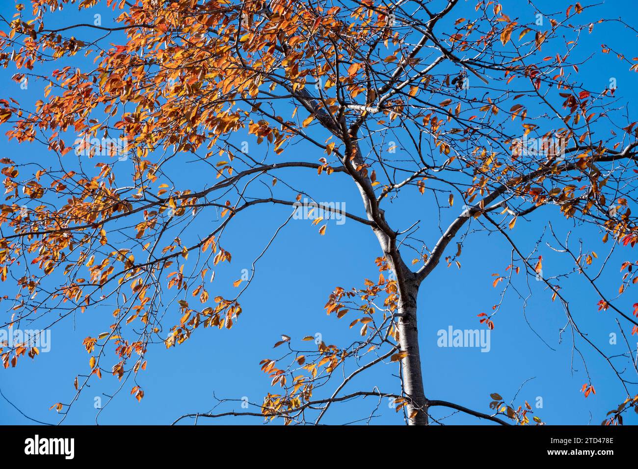 Árbol con hojas rojizas en el otoño Foto de stock
