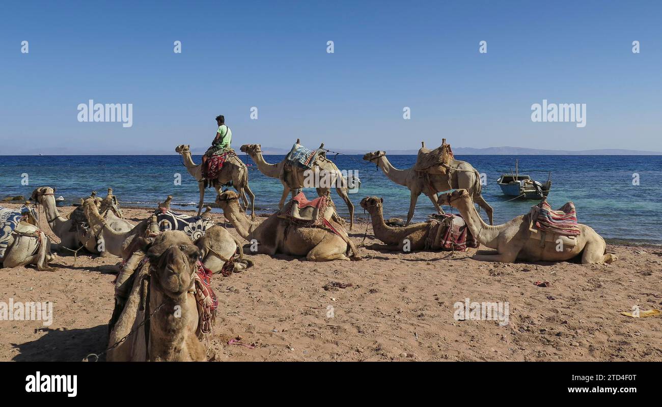 Camellos como monturas para turistas, costa, costa cerca del sitio de buceo Tres estanques, Golfo de Aqaba, Mar Rojo, Dahab, Sinaí, Egipto Foto de stock