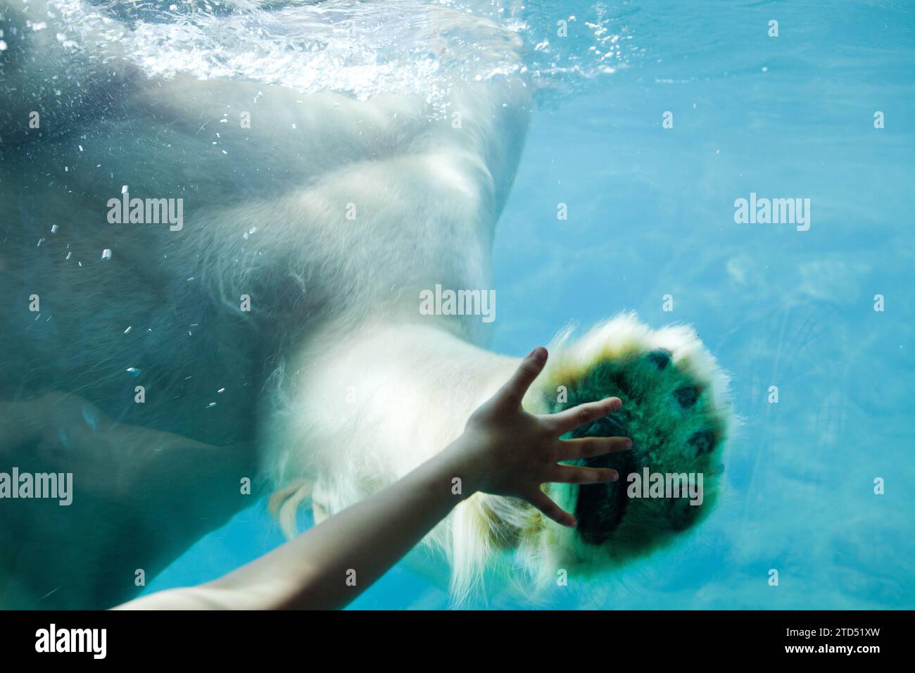 Niña compara su mano para llevar pata. mano del niño y animal oso blanco. Enfoque seleccionado Foto de stock