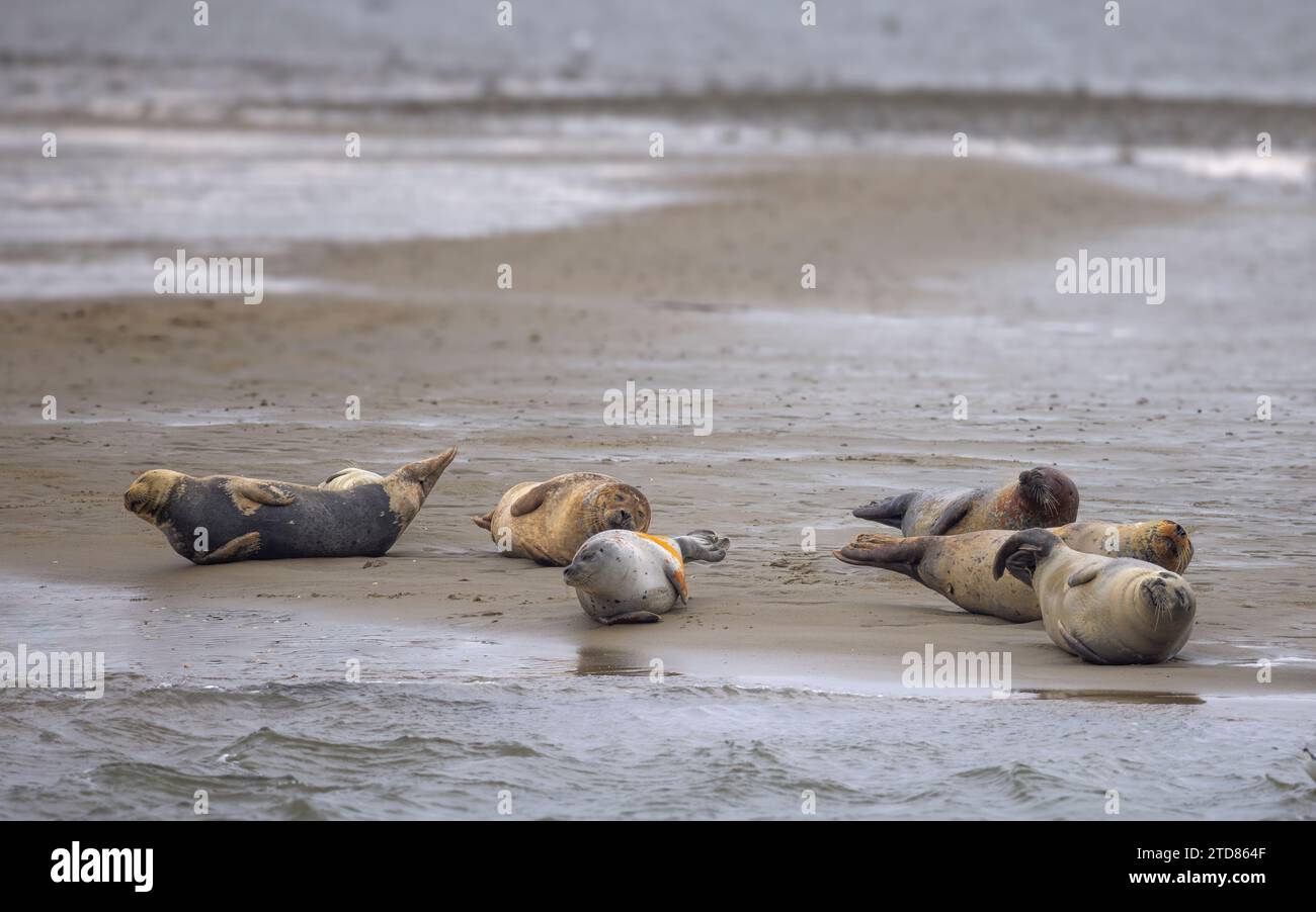Bob of Seals descansando en Sand Bank en Fano Island, Dinamarca Foto de stock