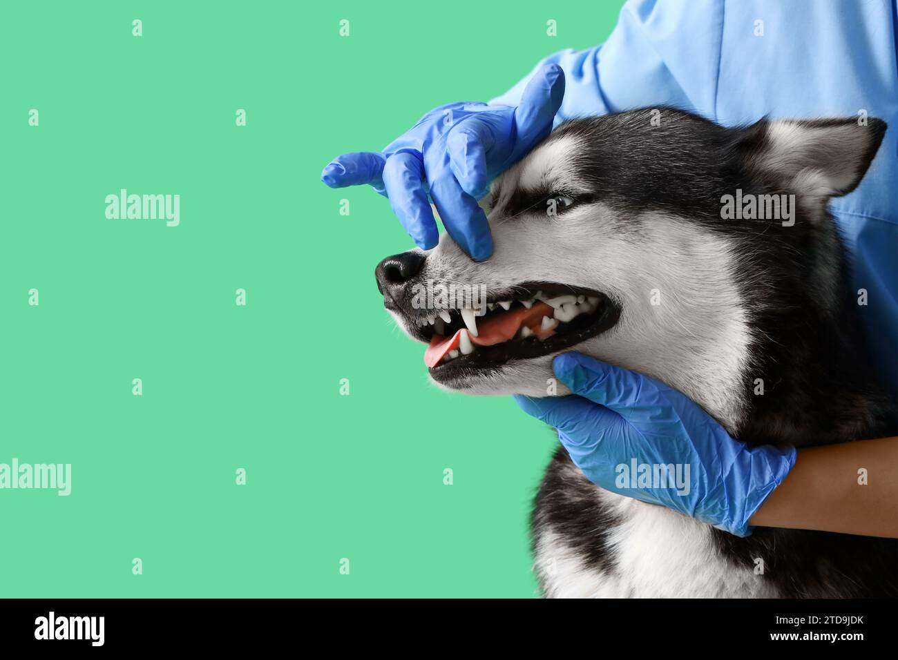 Examen dental veterinario del perro Husky siberiano en clínica Fotografía de stock Alamy