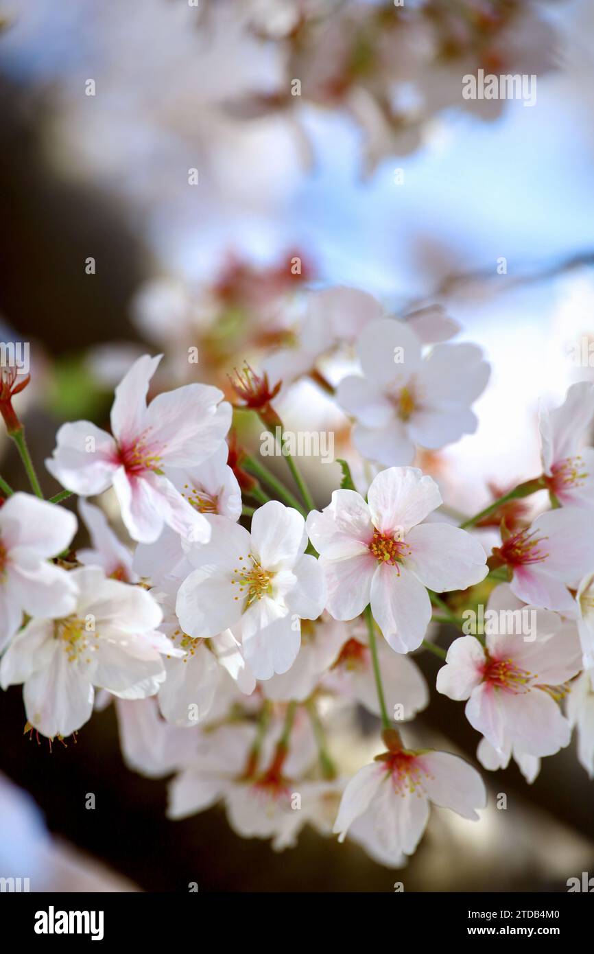 Foto de material de fondo de un primer plano de flores de cerezo en plena floración Foto de stock