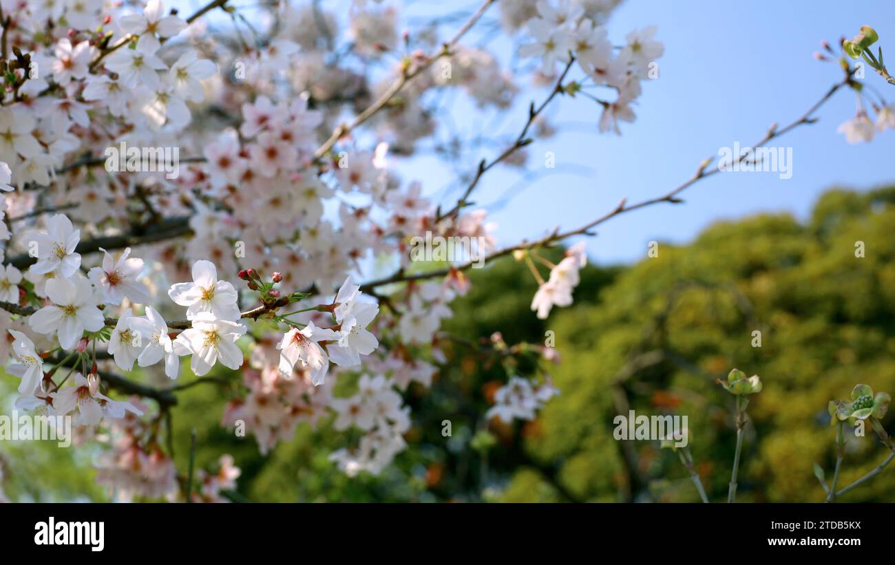 Foto de material de fondo de un primer plano de flores de cerezo en plena floración Foto de stock