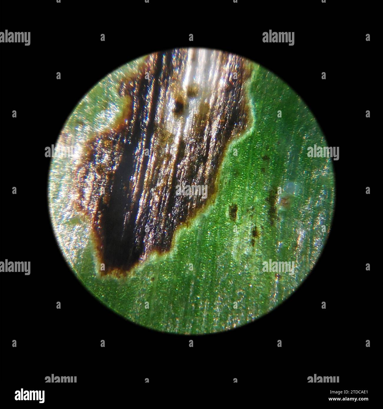 la superficie de las hojas de plantas verdes afectadas por plagas observadas bajo un microscopio Foto de stock
