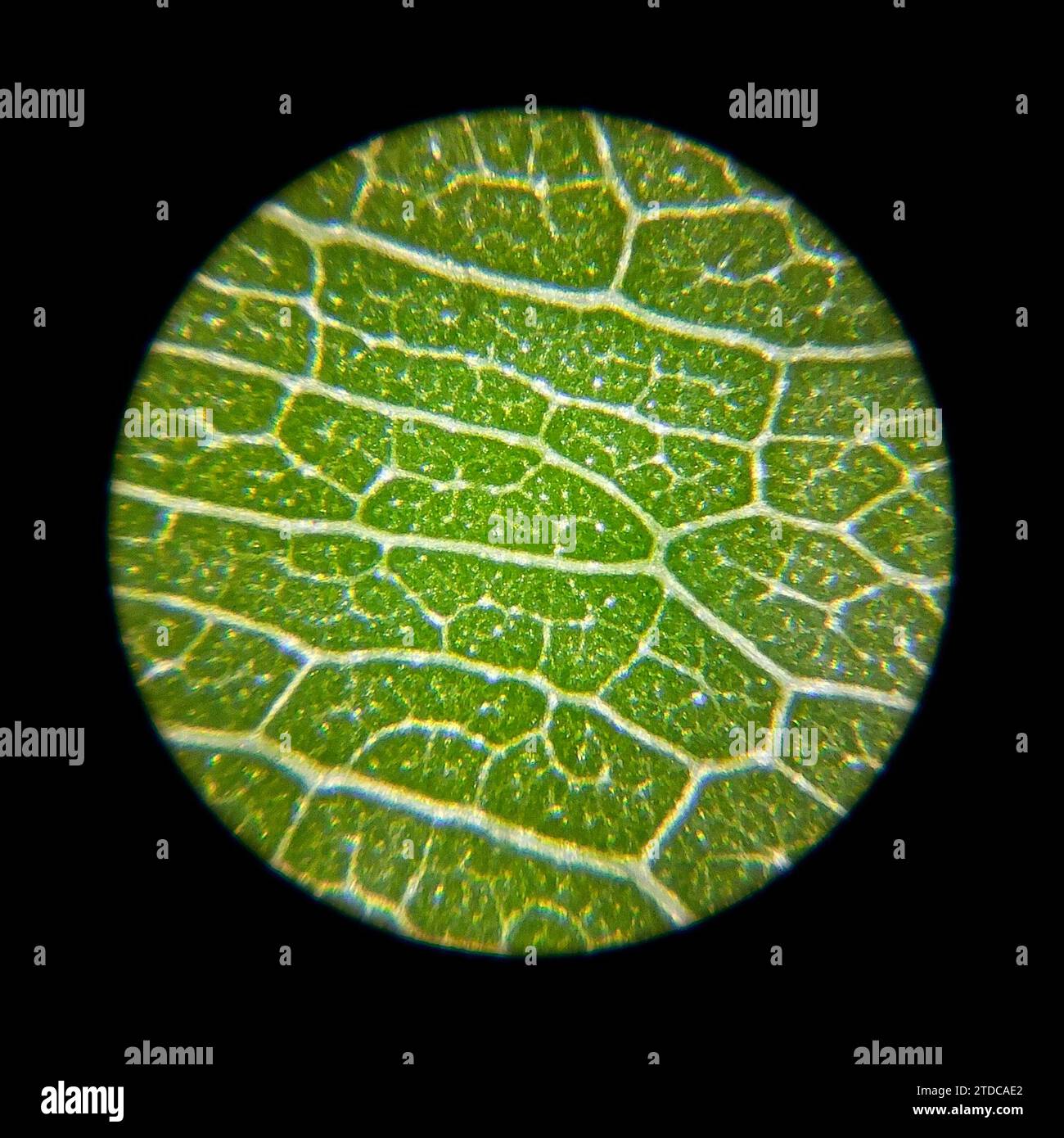 Superficie verde de la hoja de la planta vista bajo un microscopio Foto de stock