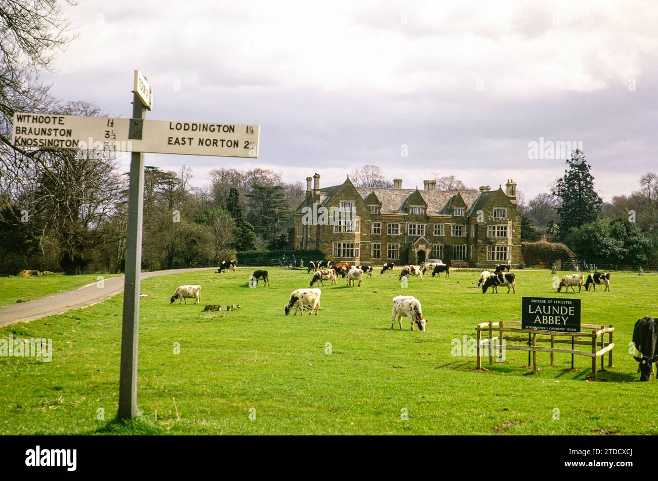 Pastoreo de ganado en la abadía de Launde, Leicestershire, Inglaterra, Reino Unido, agosto de 1972 Foto de stock