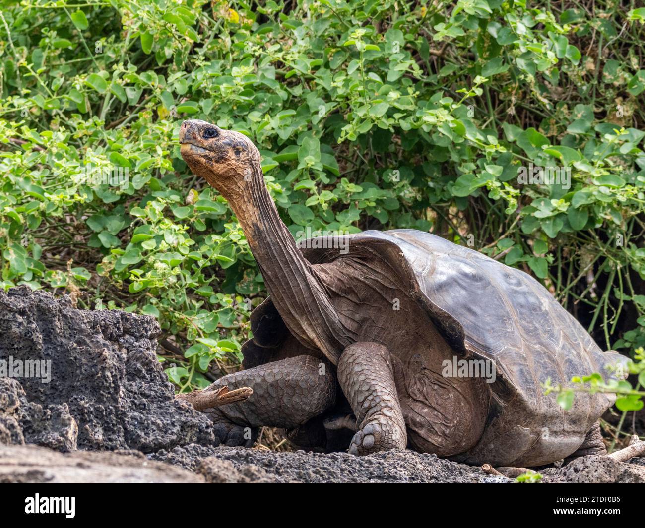 Tortuga gigante cautiva de Galápagos (Chelonoidis spp), Estación de Investigación Charles Darwin, Isla Santa Cruz, Islas Galápagos, Patrimonio de la Humanidad de la UNESCO Foto de stock