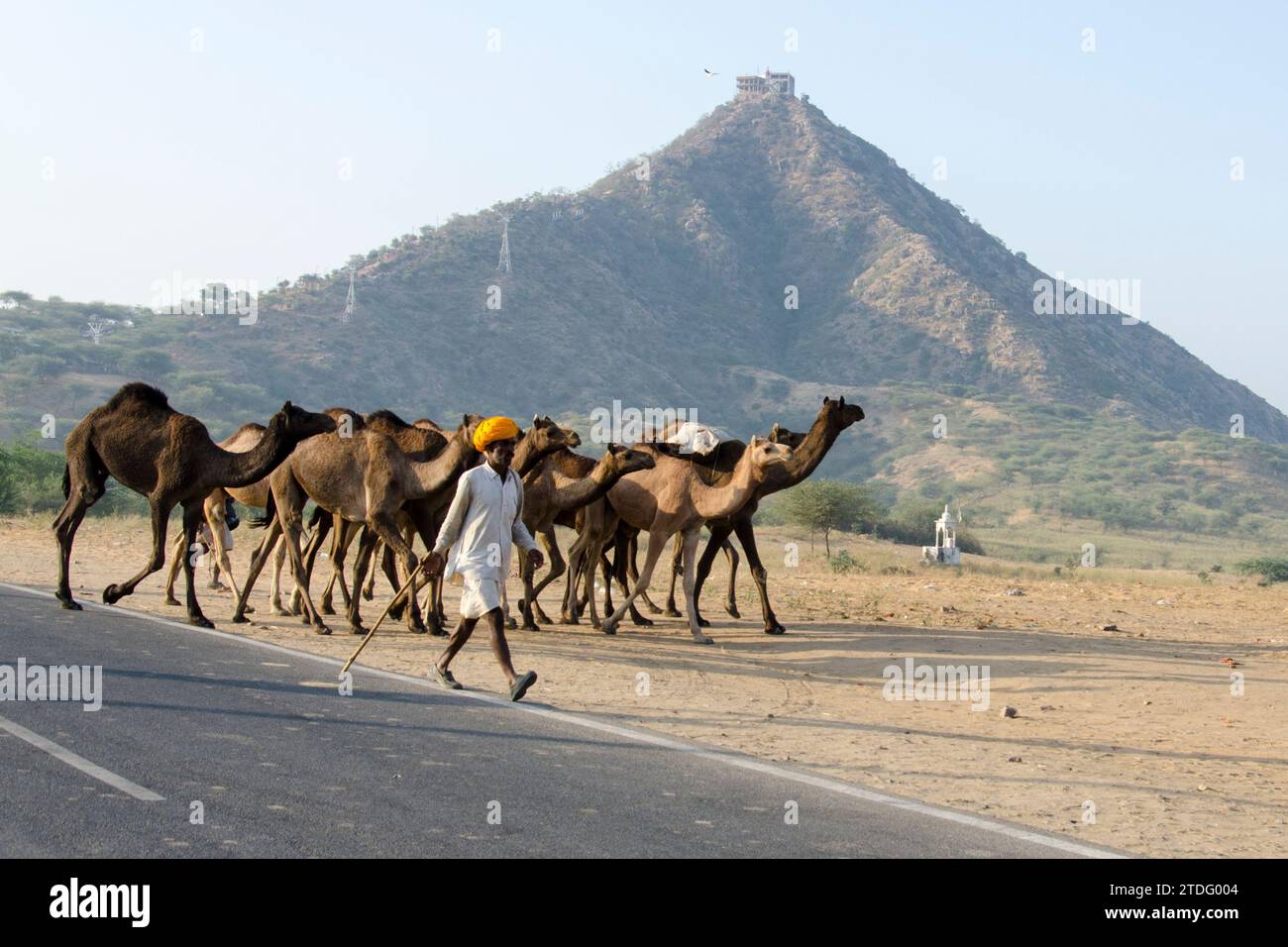 Un pastor de camellos llevando su ganado a la feria de Pushkar. Pushkar, Rajastán, India Foto de stock