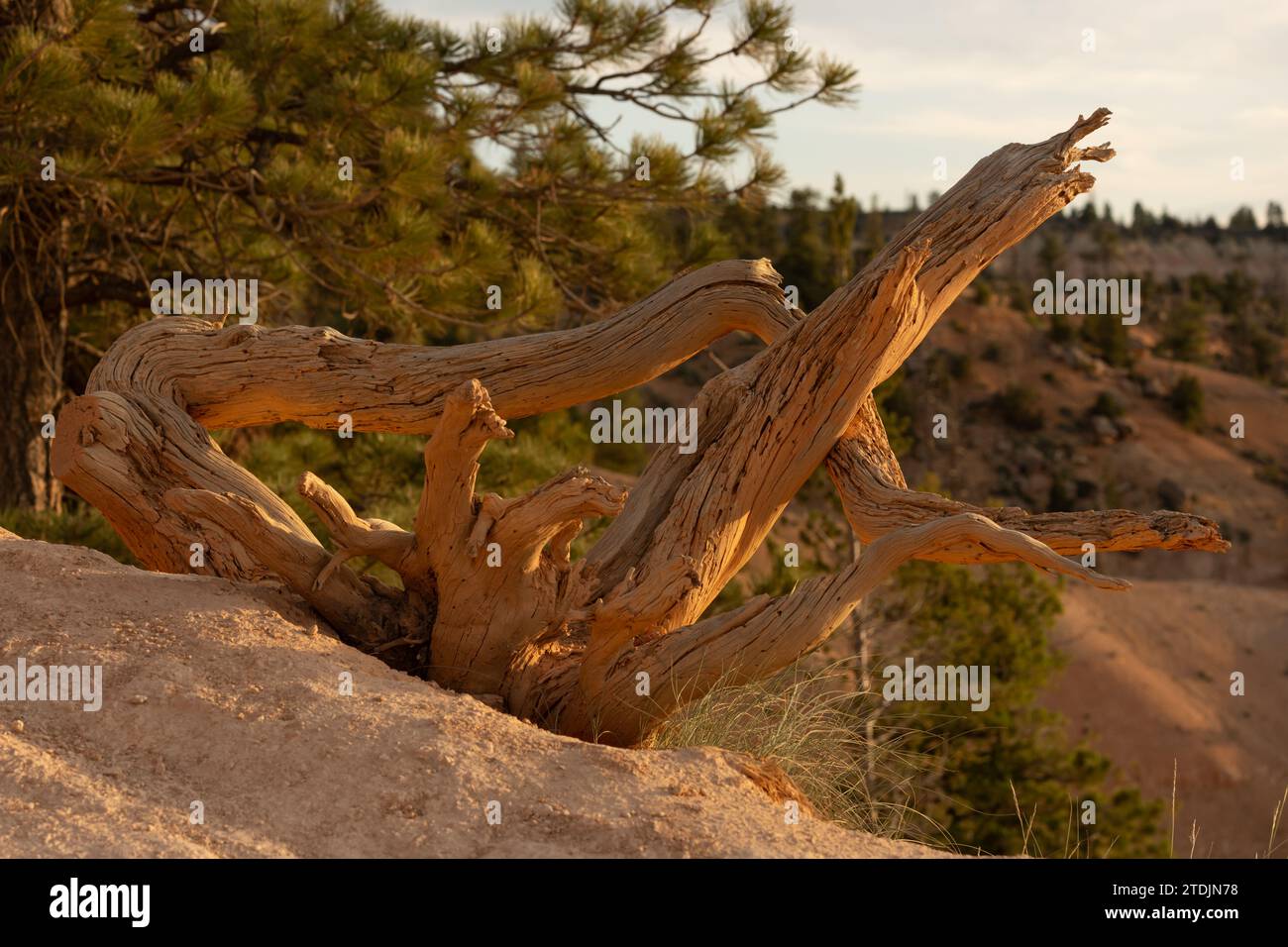 Restos gnarly del tronco del árbol Atrapa la luz naranja de la mañana en el borde del cañón de Bryce Foto de stock