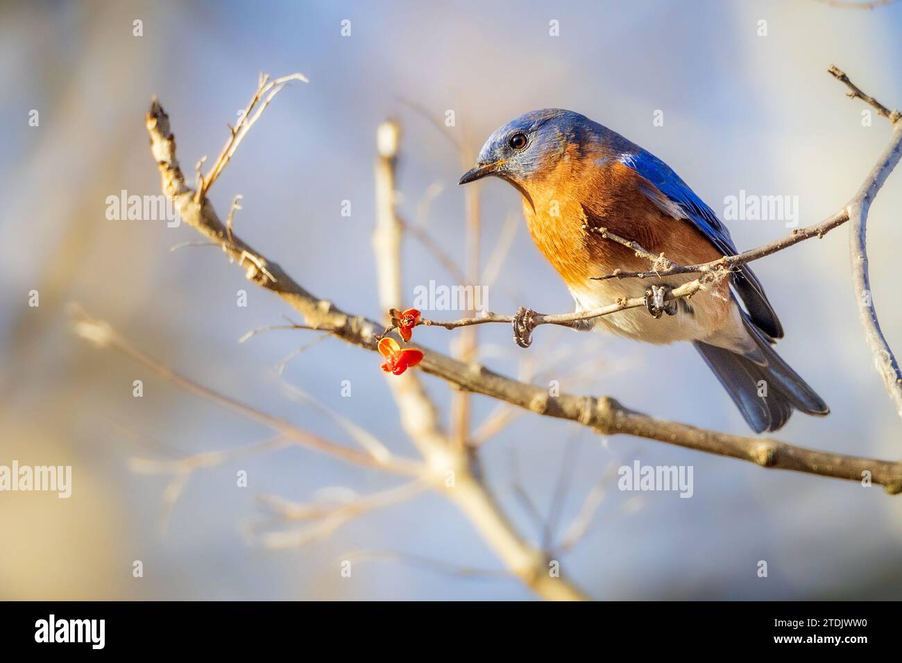 Un Bluebird oriental se alimenta de pequeñas bayas rojas Foto de stock