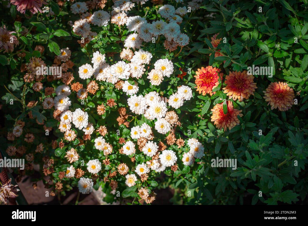 Imagen de varios crisantemos en medio natural. Foto de stock