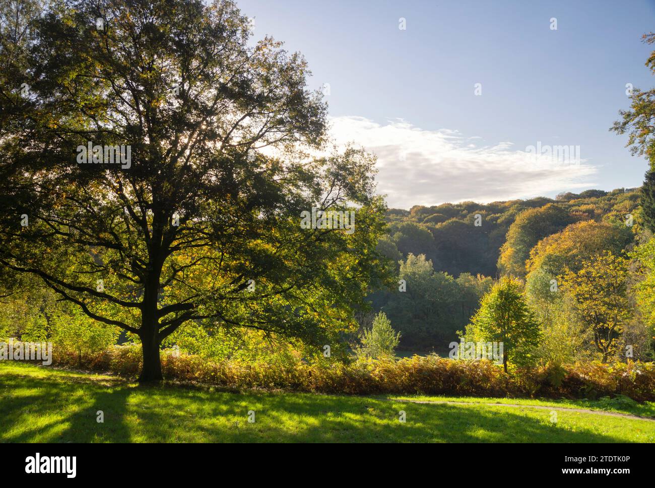 Bosque en otoño atmósfera en las laderas de la morena lateral entre Nijmegen y Berg en Dal en la provincia de Güeldres Foto de stock