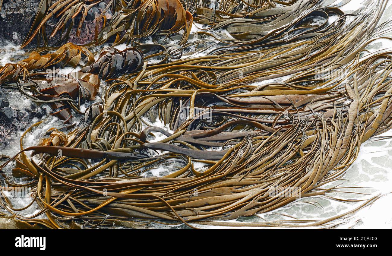 Algas de toro es un nombre común para el alga marrón Nereocystis luetkeana que es un verdadero algas en la familia Laminariaceae. El alga toro o rimurapa es el alga dominante de las costas rocosas expuestas alrededor de Nueva Zelanda y las islas subantárticas. Su espeso estipe flexible soporta una hoja ancha esponjosa que generalmente se divide en correas estrechas. Crédito de New Zeaand: BSpragg Foto de stock
