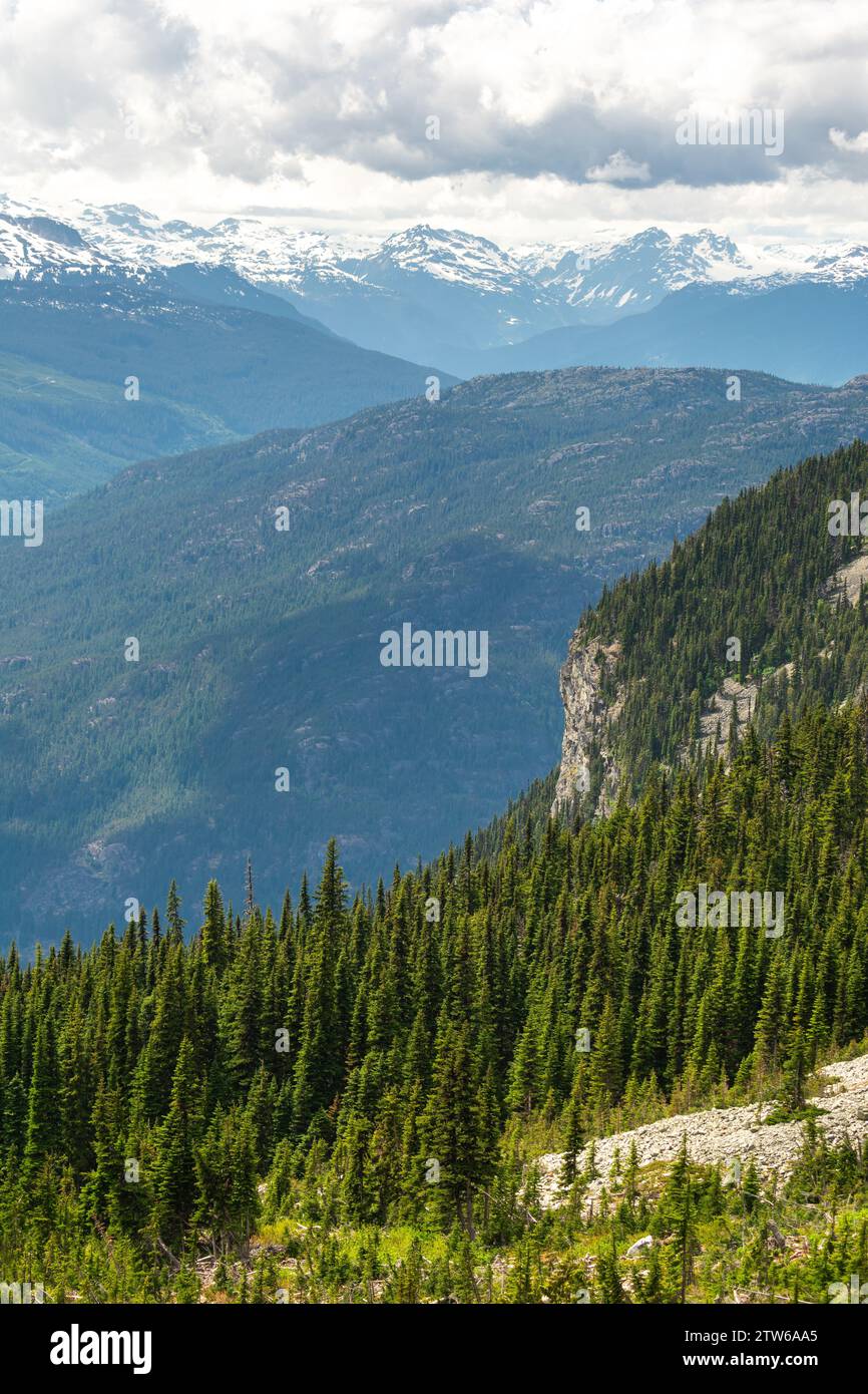 Verdes árboles de hoja perenne cubren las ondulantes colinas de la Columbia Británica, con montañas cubiertas de nieve que adornan el horizonte. Foto de stock