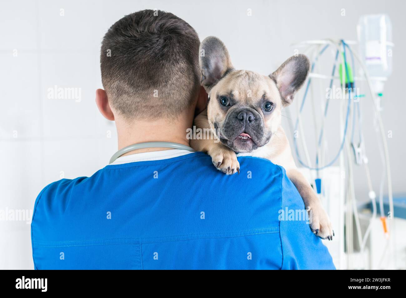 El bulldog francés es la raza canina más popular de EEUU - Los Angeles Times