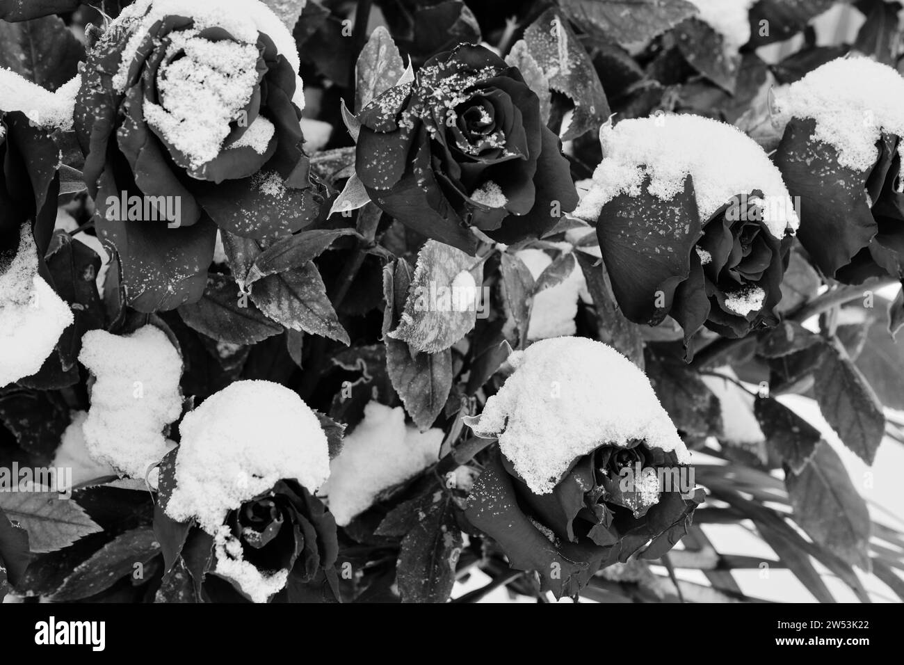 En la foto en blanco y negro, los brotes de rosa están cubiertos de nieve Foto de stock