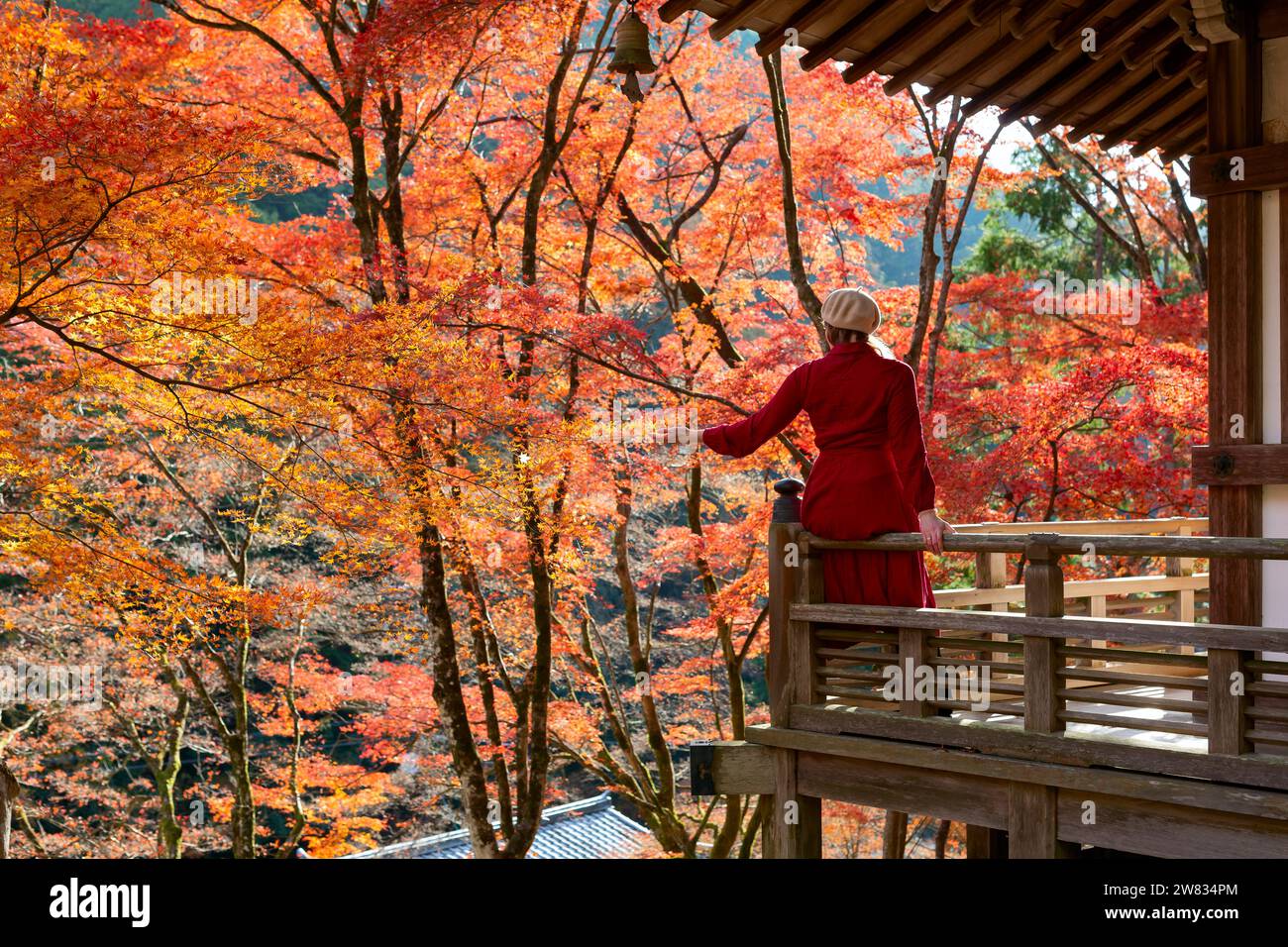 Mujeres jóvenes con coloridos árboles de arce rojo en otoño, Kyoto Japón Foto de stock