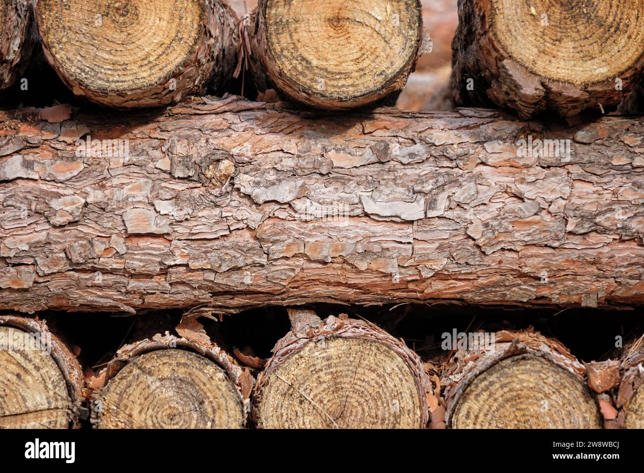 Cortar troncos de árbol apilados uno encima del otro Foto de stock