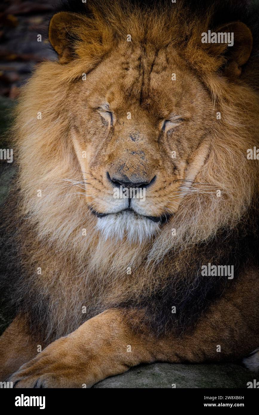 La fotografía captura la majestuosa calma de un león africano en reposo. Con sus ojos suavemente cerrados y una expresión serena, la cara del león es una imagen de tranquilidad real. La gruesa melena, un gradiente de tonos marrones a tonos más oscuros, enmarca la cara del león, enfatizando su porte real. La sutil interacción de luz y sombra a través de las características del león resalta la textura y profundidad de su melena. Este retrato encarna la esencia del rey de la sabana en su momento más pacífico. Repose Regal - El León Africano. Foto de alta calidad Foto de stock