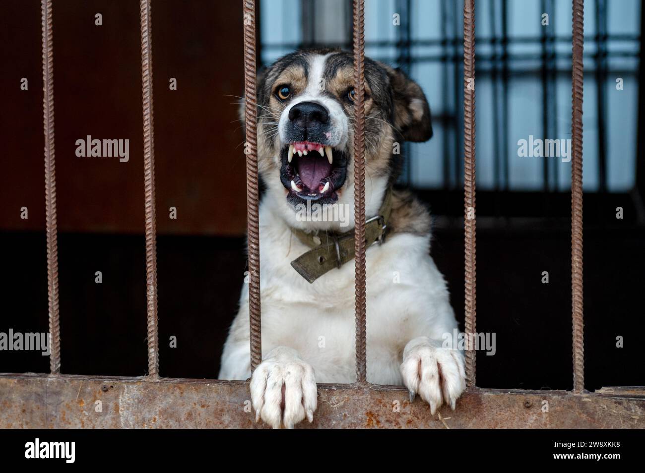 Perro mestizo enojado en una jaula en un refugio de animales. Retrato de un perro enojado ladrando a la cámara a través de la rejilla Foto de stock