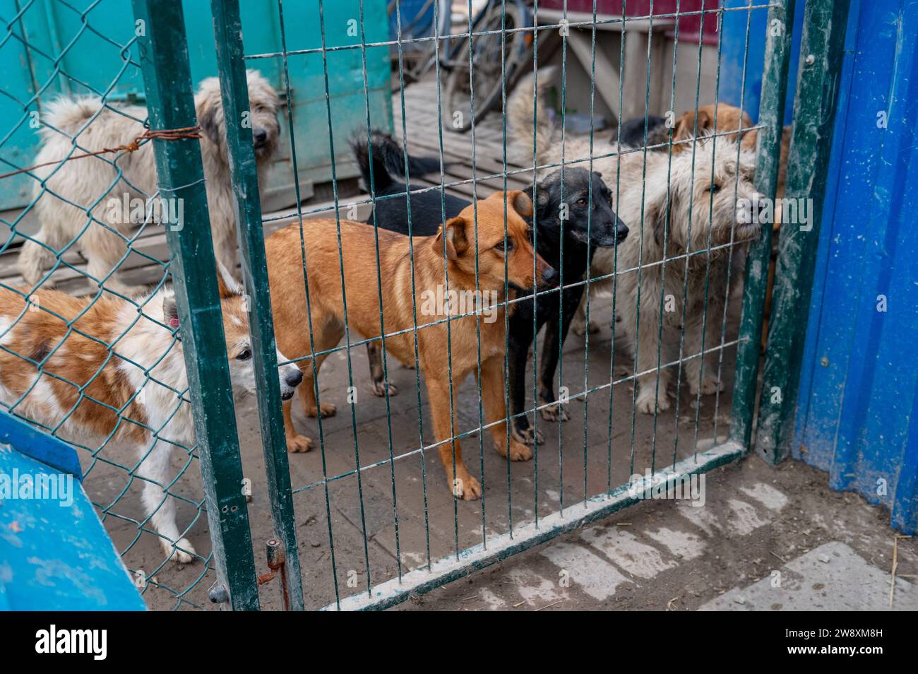Perros sin hogar en el refugio. Perros en espera de adopción en refugio de animales. Concepto de animales callejeros. Foto de stock