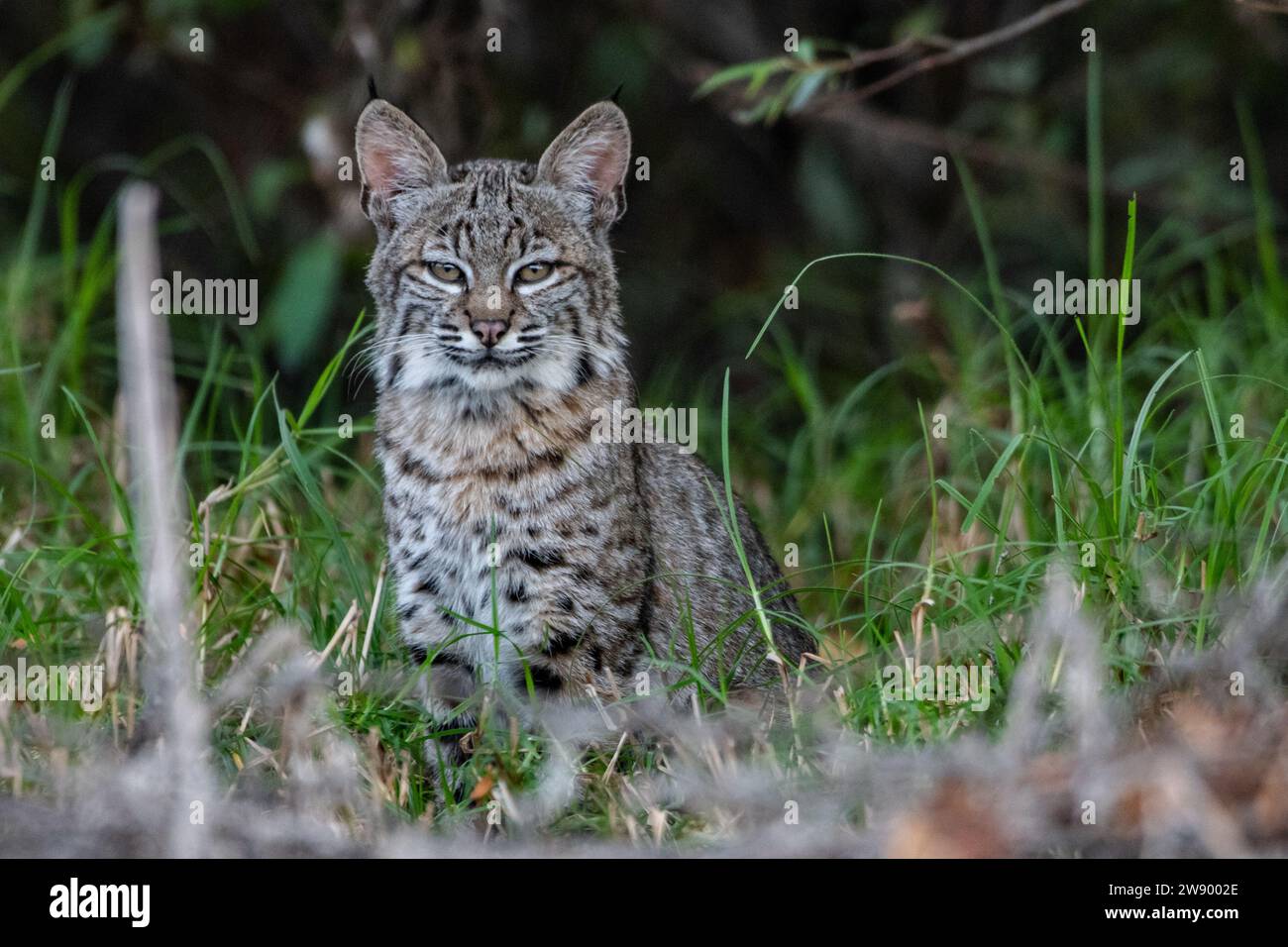 Un joven gato salvaje (Lynx rufus) sentado y frente a la cámara en el condado de Monterey, California, Estados Unidos. Foto de stock