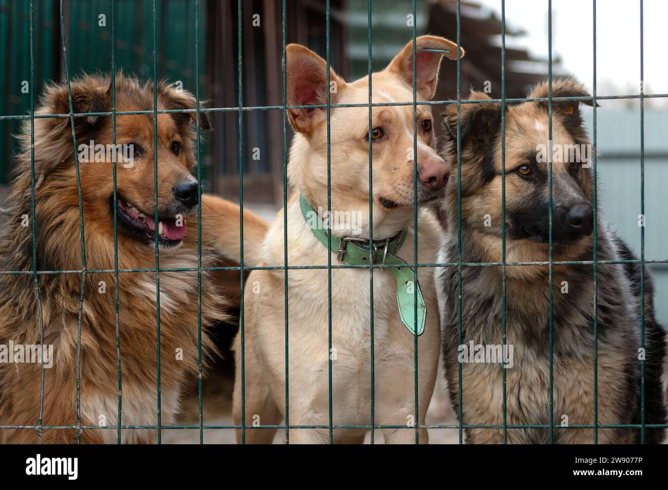 Perros sin hogar en el refugio. Perros en espera de adopción en refugio de animales. Concepto de animales callejeros. Foto de stock