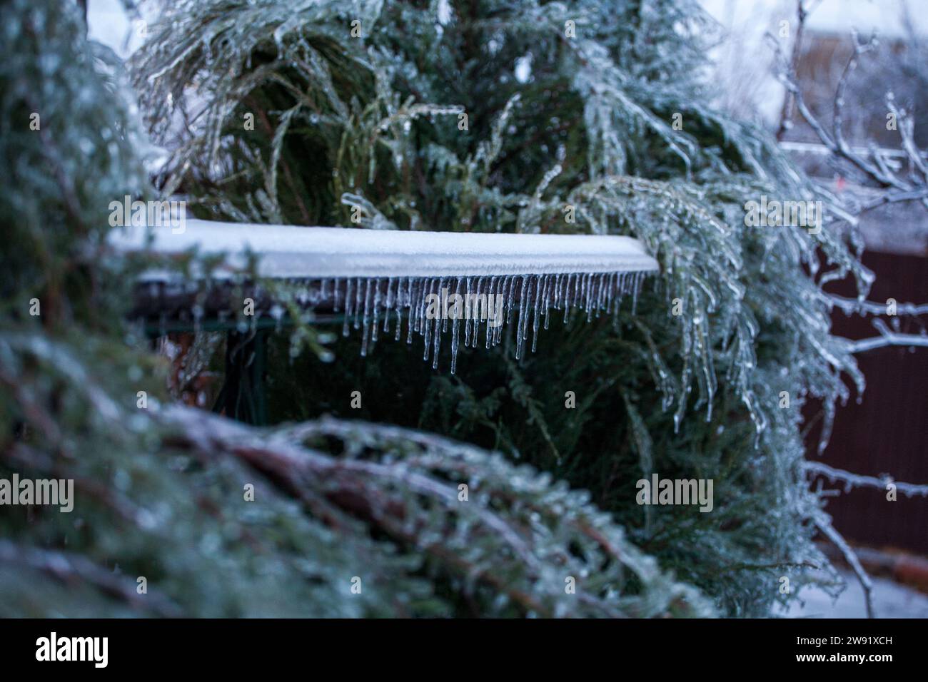 Glaseado en el mundo de la rama con largas agujas verdes cubiertas con una fina capa de hielo en un día de invierno. Foto de stock