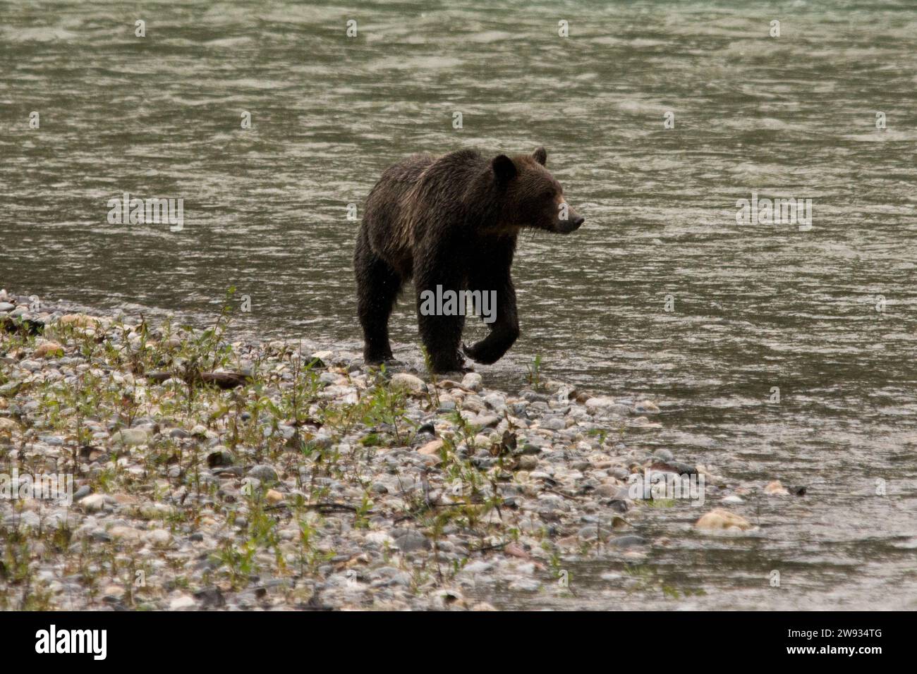 Oso Grizzly en las orillas del río Orford cerca de Bute Inlet en el distrito regional de Strathcona en la parte continental de Columbia Británica en Canadá. Foto de stock