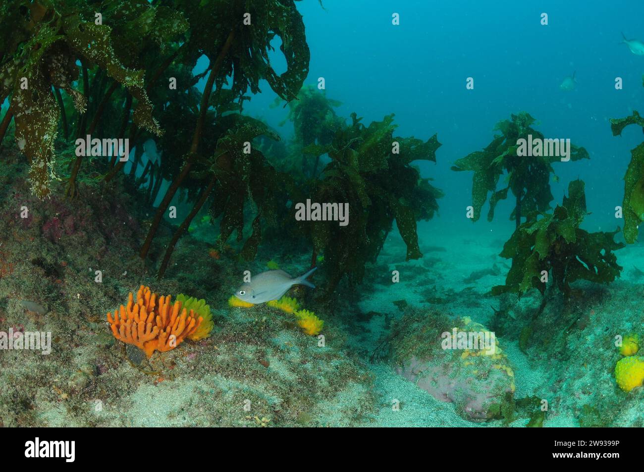 Arrecife rocoso con crecimiento de algas acechadas y esponjas coloridas. Ubicación: Leigh Nueva Zelanda Foto de stock