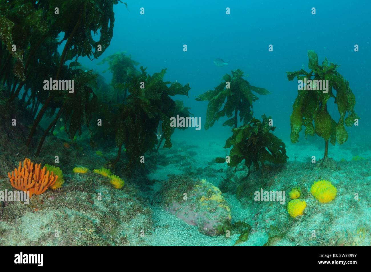 Arrecife rocoso con crecimiento de algas marinas y esponjas coloridas. Ubicación: Leigh Nueva Zelanda Foto de stock